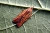 Light Brown Apple Moth (Epiphyas postvittana), adult. Taken outside Durham, 13-09-2005. Copyright Keith Dover.
