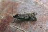 Exapate congelatella, adult. Taken outside Durham, 22-10-2006. Copyright Keith Dover.