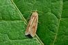 Eana osseana, adult. Wingate Quarry, 14-07-2011. Copyright Keith Dover.