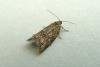 Flax Tortrix (Cnephasia asseclana), adult. Chester-le-Street, 23-07-2013. Copyright Keith Dover.