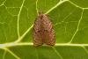 Acleris forsskaleana, adult. Chester-le-Street, 11-08-2007. Copyright Keith Dover.