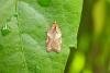Acleris laterana, adult. Taken outside Durham. Copyright Keith Dover.