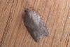 Acleris sparsana, adult. Taken outside Durham, 16-10-2007. Copyright Keith Dover.