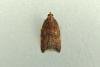 Rhomboid Tortrix (Acleris rhombana), adult. Chester-le-Street, 12-09-2013. Copyright Keith Dover.