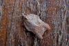 Acleris emargana, adult. Chester-le-Street, 17-08-2006. Copyright Keith Dover.