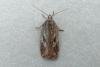 Acleris hyemana, adult. Chester-le-Street, 30-04-2010. Copyright Keith Dover.