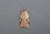 Acleris ferrugana, adult. Taken outside Durham, 14-03-2009. Copyright Keith Dover.