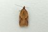 Acleris ferrugana/notana, adult. Chester-le-Street, 10-08-2012. Copyright Keith Dover.