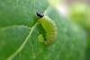 Phtheochroa rugosana, larval. Low Coniscliffe, 26-07-2021. Copyright Keith Dover.