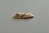 Cochylimorpha straminea, adult. Chester-le-Street, 29-08-2014. Copyright Keith Dover.