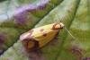 Agapeta zoegana, adult. Taken outside Durham, 19-07-2007. Copyright Keith Dover.