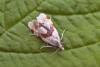 Aethes rubigana, adult. Taken outside Durham, 12-06-2007. Copyright Keith Dover.