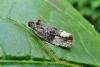 Apotomis betuletana, adult. Chester-le-Street, 24-08-2011. Copyright Keith Dover.