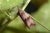 Celypha striana, adult. Chester-le-Street, 03-07-2007. Copyright Keith Dover.