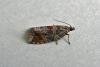 Celypha cespitana, adult. Taken outside Durham, 18-07-2013. Copyright Keith Dover.
