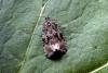 Celypha lacunana, adult. Taken outside Durham, 08-07-2005. Copyright Keith Dover.
