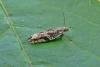 Ancylis unguicella, adult. Waskerley Park, 11-06-2014. Copyright Keith Dover.