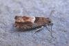 Nut Bud Moth (Epinotia tenerana), adult. Taken outside Durham, 05-07-2007. Copyright Keith Dover.