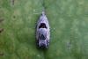 Epinotia ramella, adult. Taken outside Durham, 31-08-2006. Copyright Keith Dover.