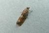 Spruce Bud Moth (Zeiraphera ratzeburgiana), adult. Chester-le-Street, 28-07-2010. Copyright Keith Dover.