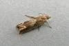 Eucosma conterminana, adult. Chester-le-Street, 12-07-2009. Copyright Keith Dover.