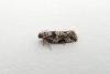 Gypsonoma oppressana, adult. Chester-le-Street, 25-07-2012. Copyright Keith Dover.