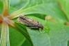 Epiblema sticticana, adult. Simpasture Junction, 12-06-2011. Copyright Keith Dover.