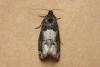 Epiblema scutulana, adult. Taken outside Durham, 14-06-2006. Copyright Keith Dover.