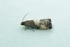 Notocelia cynosbatella, adult. Chester-le-Street, 07-07-2013. Copyright Keith Dover.