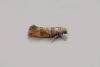 Pine Leaf-mining Moth (Clavigesta purdeyi), adult. Chester-le-Street, 15-08-2021. Copyright Keith Dover.