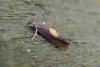 Dichrorampha flavidorsana, adult. 18-07-2006. Copyright Keith Dover.