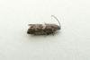 Cydia coniferana, adult. Chester-le-Street, 25-07-2012. Copyright Keith Dover.