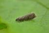 Plum Fruit Moth (Grapholita funebrana), adult. Chester-le-Street, 16-06-2020. Copyright Keith Dover.