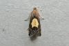 Pammene regiana, adult. Taken outside Durham, 01-07-2009. Copyright Keith Dover.