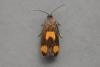 Pammene aurana, adult. Taken outside Durham, 04-07-2007. Copyright Keith Dover.
