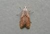 Bee Moth (Aphomia sociella), adult. Chester-le-Street, 28-06-2009. Copyright Keith Dover.