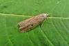 Bee Moth (Aphomia sociella), adult. Taken outside Durham, 05-07-2011. Copyright Keith Dover.