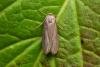 Lesser Wax Moth (Achroia grisella), adult. Chester-le-Street, 16-08-2015. Copyright Keith Dover.
