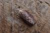 Wax Moth (Galleria mellonella), adult. Taken outside Durham. Copyright Keith Dover.