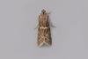 Matilella fusca, adult. Chester-le-Street, 06-09-2021. Copyright Keith Dover.