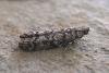 Dioryctria abietella, adult. Chester-le-Street, 06-08-2007. Copyright Keith Dover.