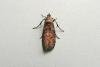 Phycita roborella, adult. Chester-le-Street, 30-06-2011. Copyright Keith Dover.