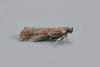 Acrobasis suavella, adult. Copyright Keith Dover.