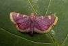 Gold Triangle (Hypsopygia costalis), adult. Chester-le-Street, 05-09-2005. Copyright Keith Dover.