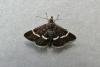 Pyrausta cingulata, adult. Penshaw Hill, 03-06-2009. Copyright Keith Dover.