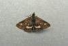 Pyrausta aurata, adult. Taken outside Durham, 03-06-2009. Copyright Keith Dover.