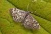 Anania coronata, adult. Chester-le-Street, 14-07-2007. Copyright Keith Dover.