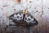 Small Magpie (Anania hortulata), adult. Taken outside Durham, 08-07-2005. Copyright Keith Dover.