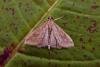 Rusty-dot Pearl (Udea ferrugalis), adult. Chester-le-Street, 28-09-2006. Copyright Keith Dover.