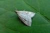 Udea lutealis, adult. Framwellgate Moor, 17-08-2009. Copyright Keith Dover.